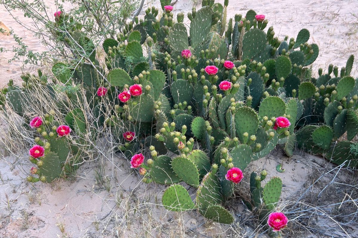Cactus with many flat green pads, blooming with vibrant pink flowers, growing in sandy soil.