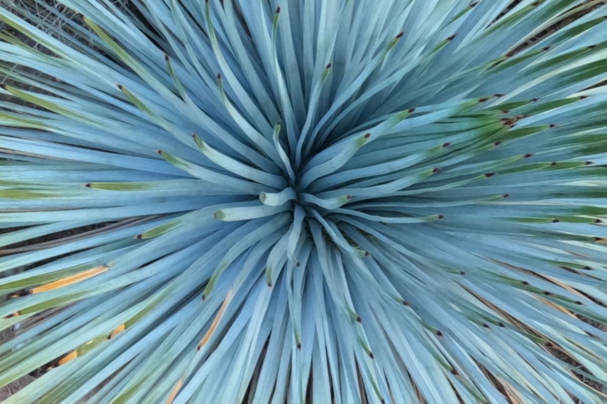 A close up of a blue plant with green leaves