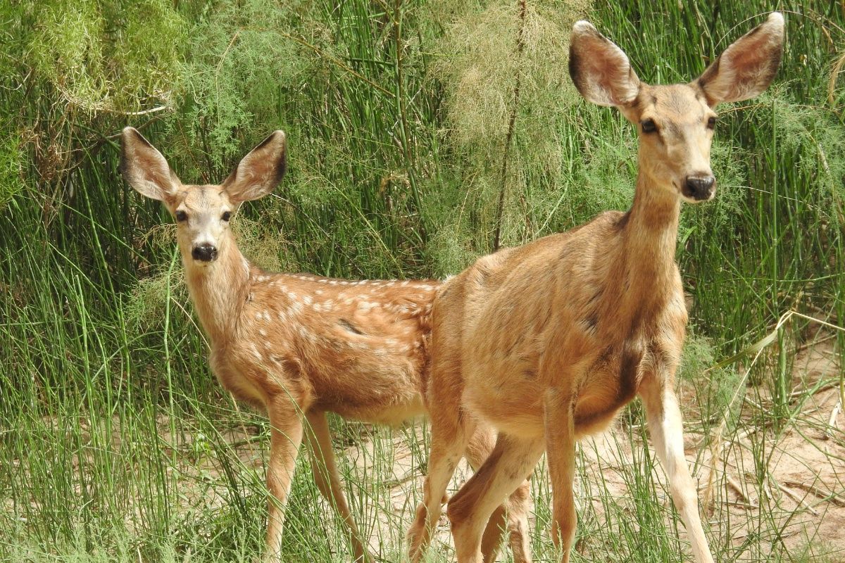 Two deer are standing next to each other in the grass.