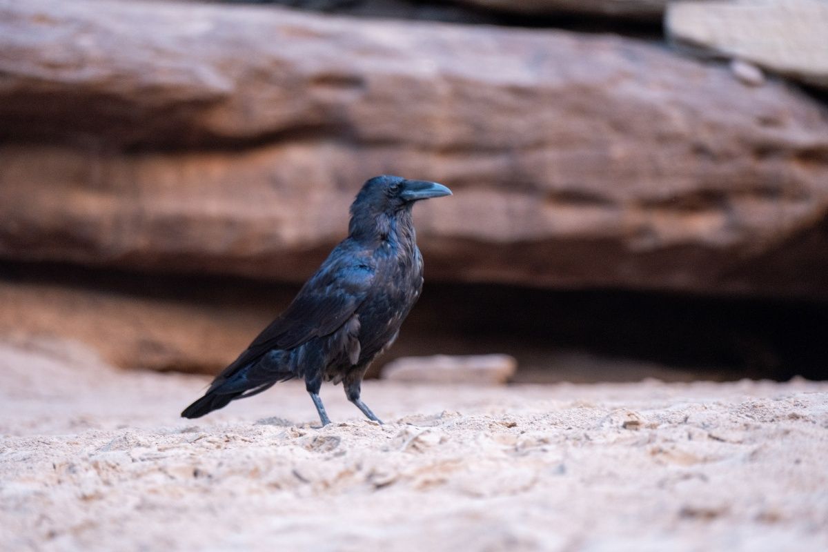 A black bird is standing on a sandy beach.