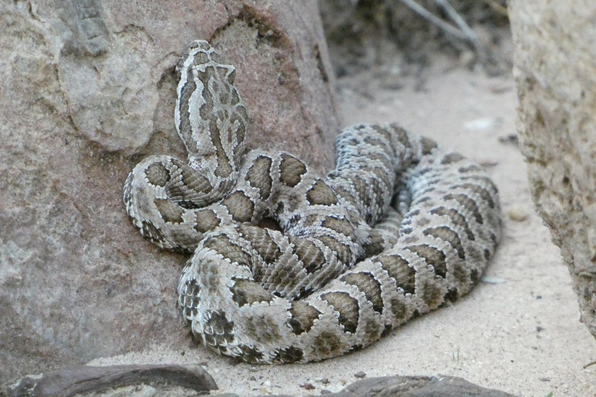 A rattlesnake is curled up on a rock in the sand.