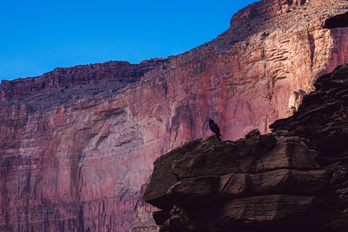 A bird is perched on the edge of a rocky cliff.