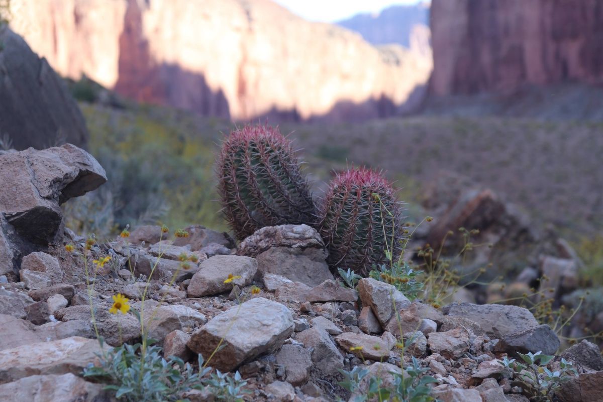 A couple of cactus plants sitting on top of a pile of rocks.