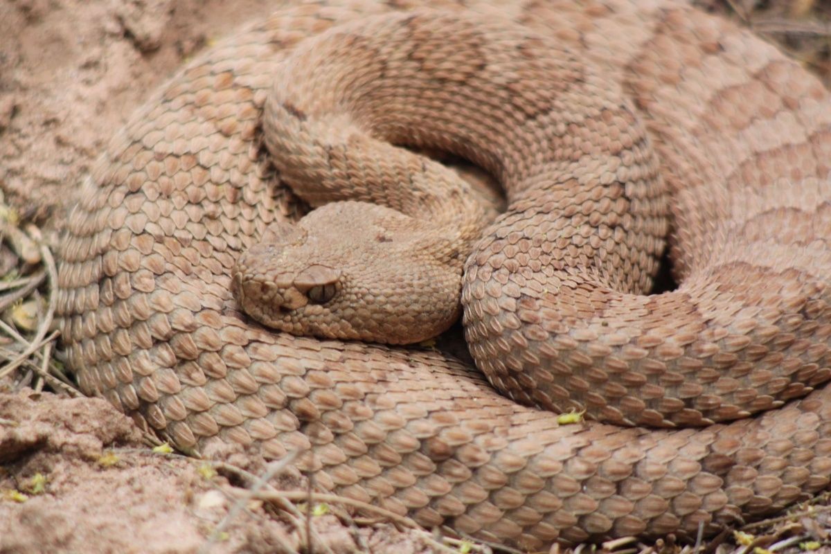 A close up of a rattlesnake curled up on the ground.