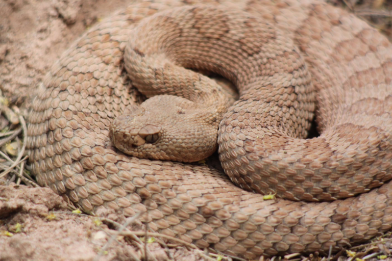 A close up of a rattlesnake curled up on the ground.