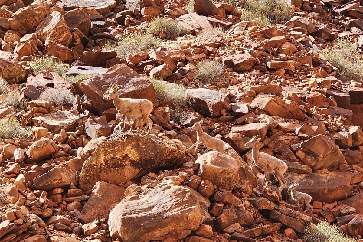 A group of goats are standing on top of a pile of rocks.