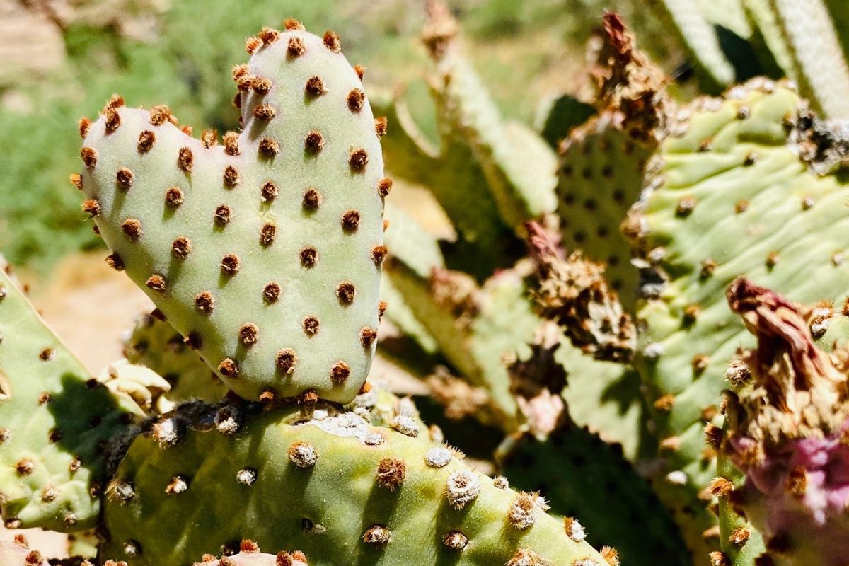 A close up of a heart shaped cactus with a lot of thorns.