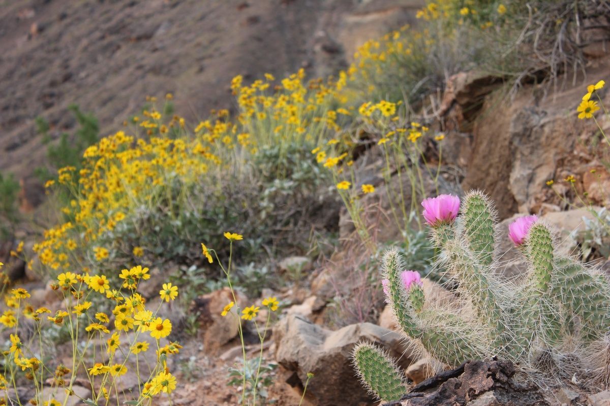 A cactus and yellow flowers are growing on a rocky hillside.