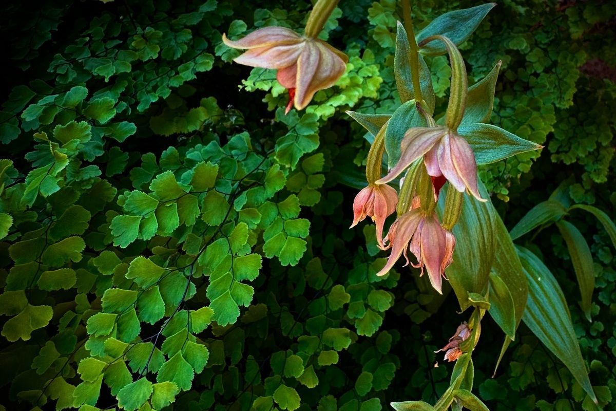 A close up of a plant with pink flowers and green leaves
