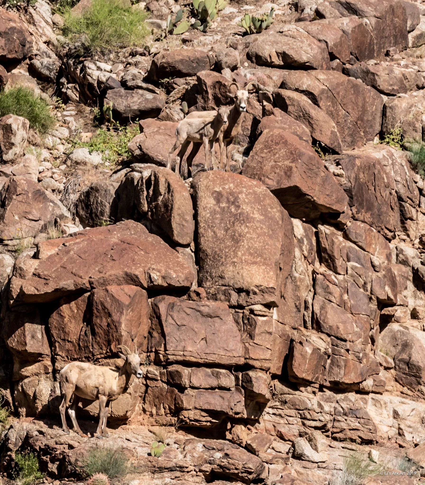 A group of goats are standing on top of a rocky hillside.