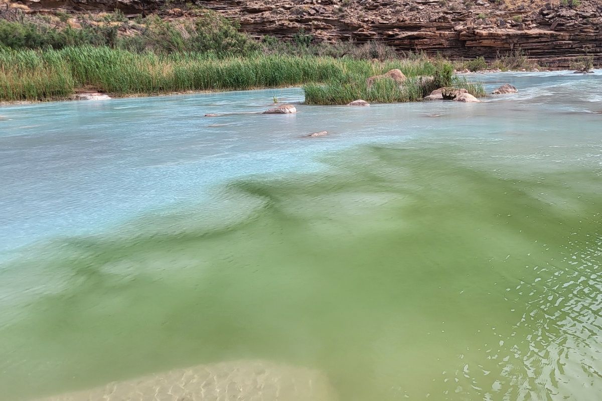 A river with a lot of green water and blue water.