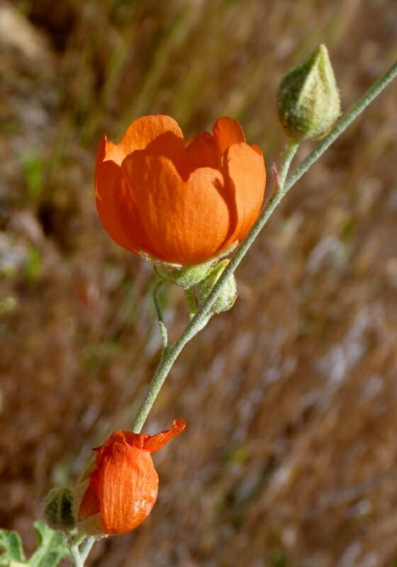 A close up of an orange flower on a plant