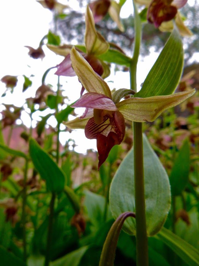 A close up of a flower in a field of flowers
