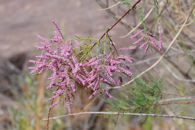 A close up of a purple flower on a tree branch.