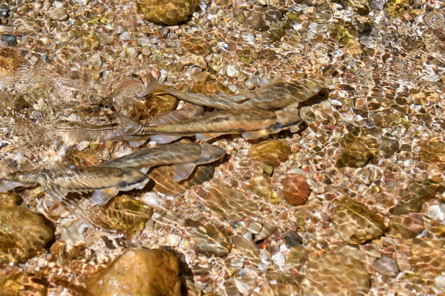 A group of small fish are swimming in a river.