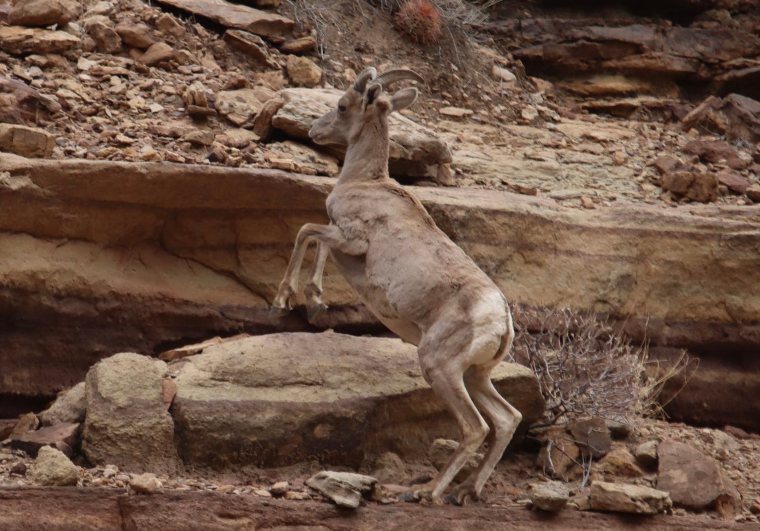 A ram is standing on its hind legs on a rocky hillside