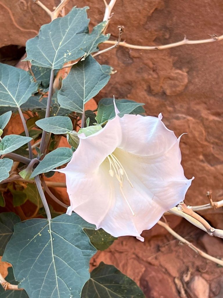 A white flower with green leaves is growing on a tree branch.