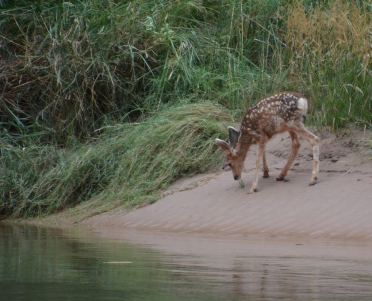 A baby deer is drinking water from a river.