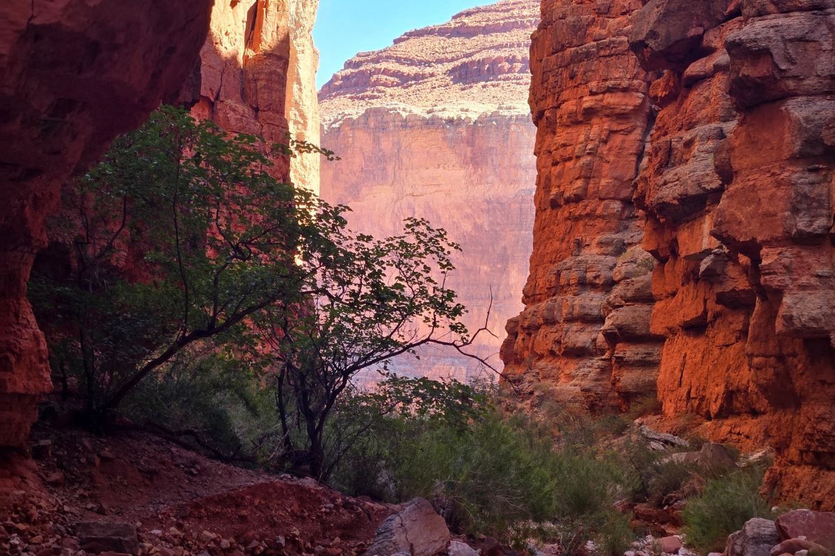 Red canyon walls frame a view of a distant canyon peak and green shrubbery.