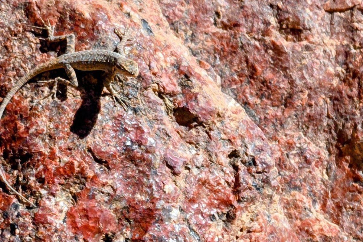 Lizard on a reddish-brown rock, camouflaged with its surroundings in sunlight.