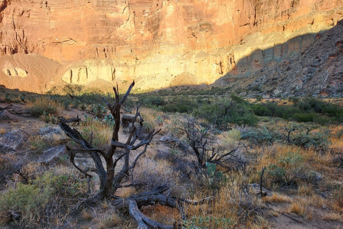There is a tree in the middle of the desert.