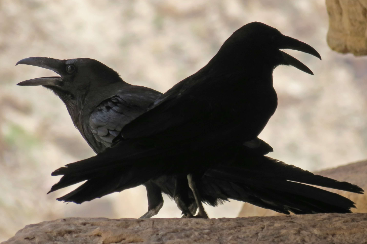 Two black birds standing next to each other with their beaks open