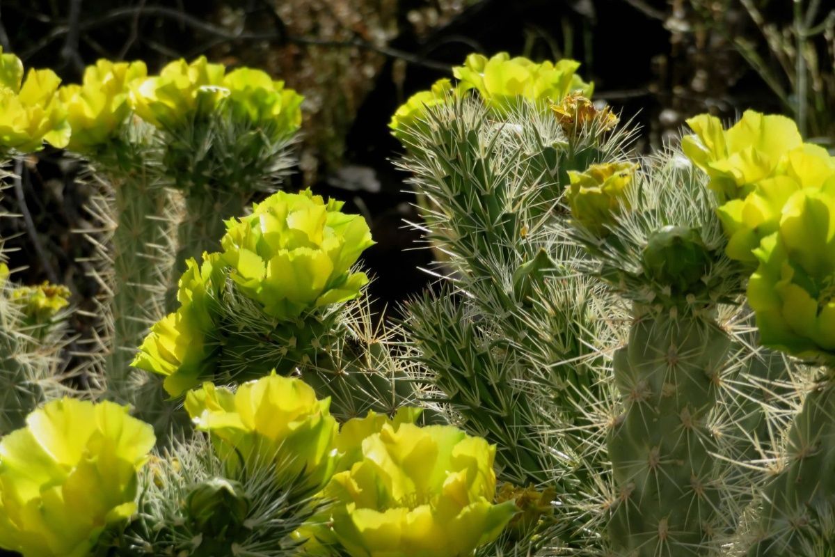 A close up of a cactus with yellow flowers.