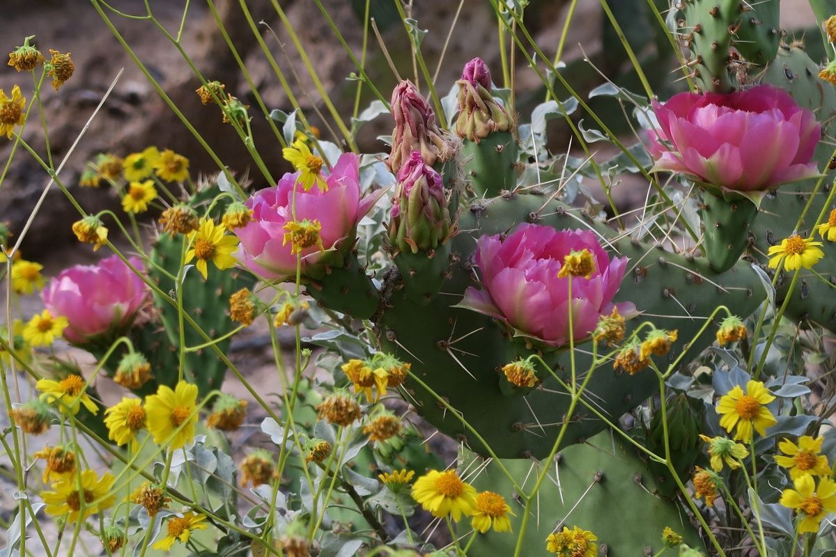 A close up of a cactus with pink flowers and yellow flowers.