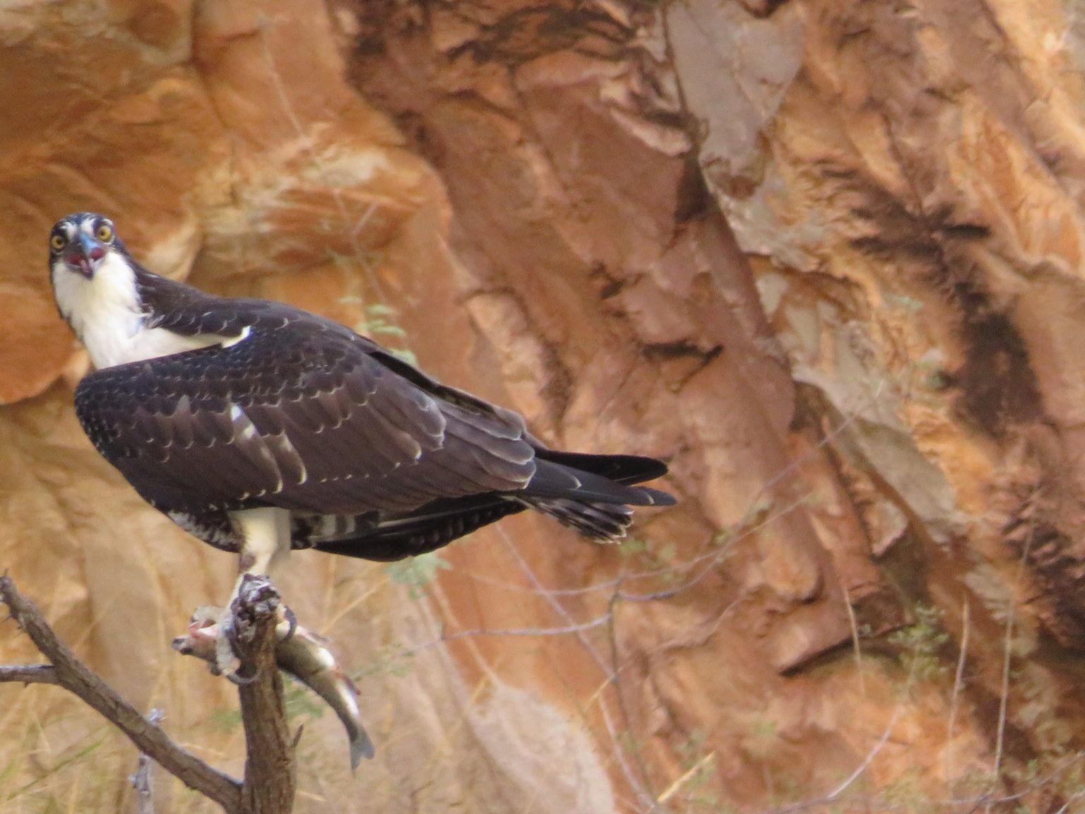 A bird is perched on a tree branch with a fish in its beak.