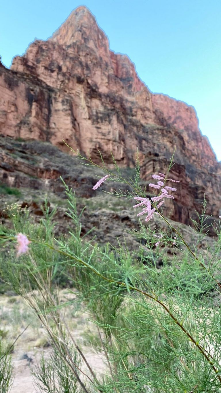 There are flowers in the foreground and a mountain in the background.