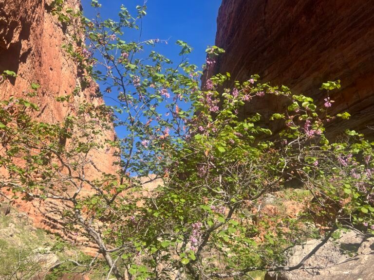 A tree with purple flowers in front of a rock wall