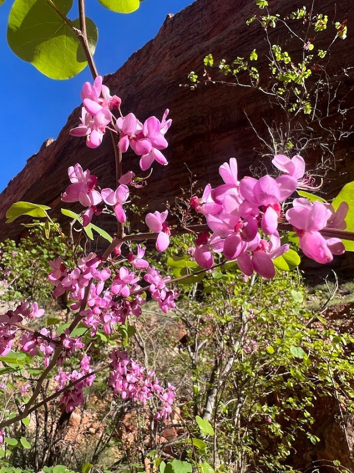 A bush with pink flowers and green leaves