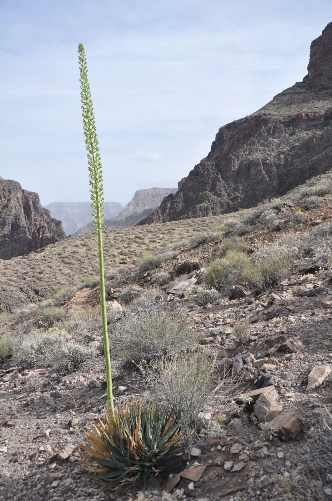 A small plant in the desert with mountains in the background