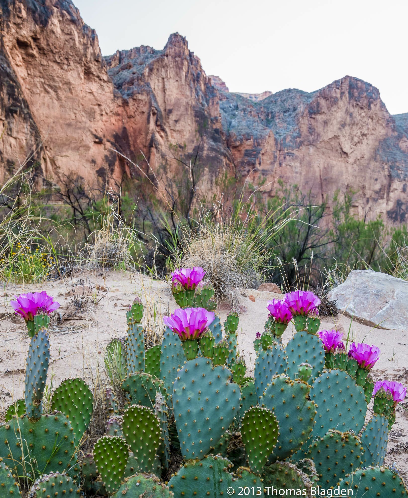 A cactus with purple flowers in front of a mountain