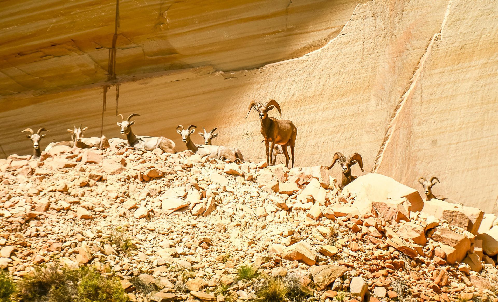 A herd of rams standing on top of a rocky hillside