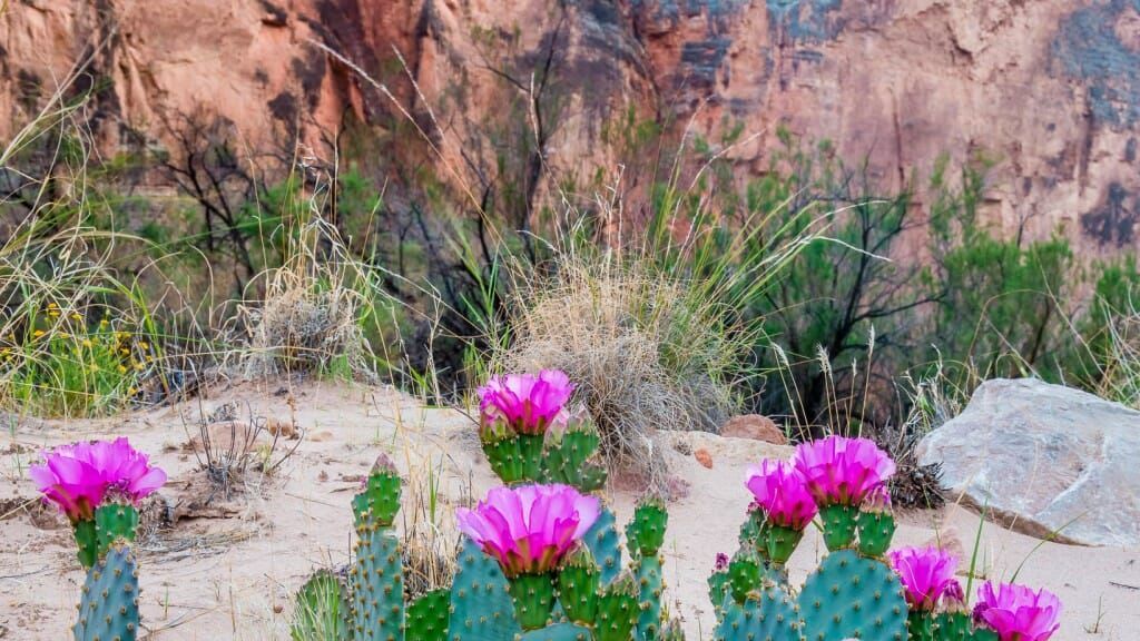 A cactus with purple flowers is growing in the desert.