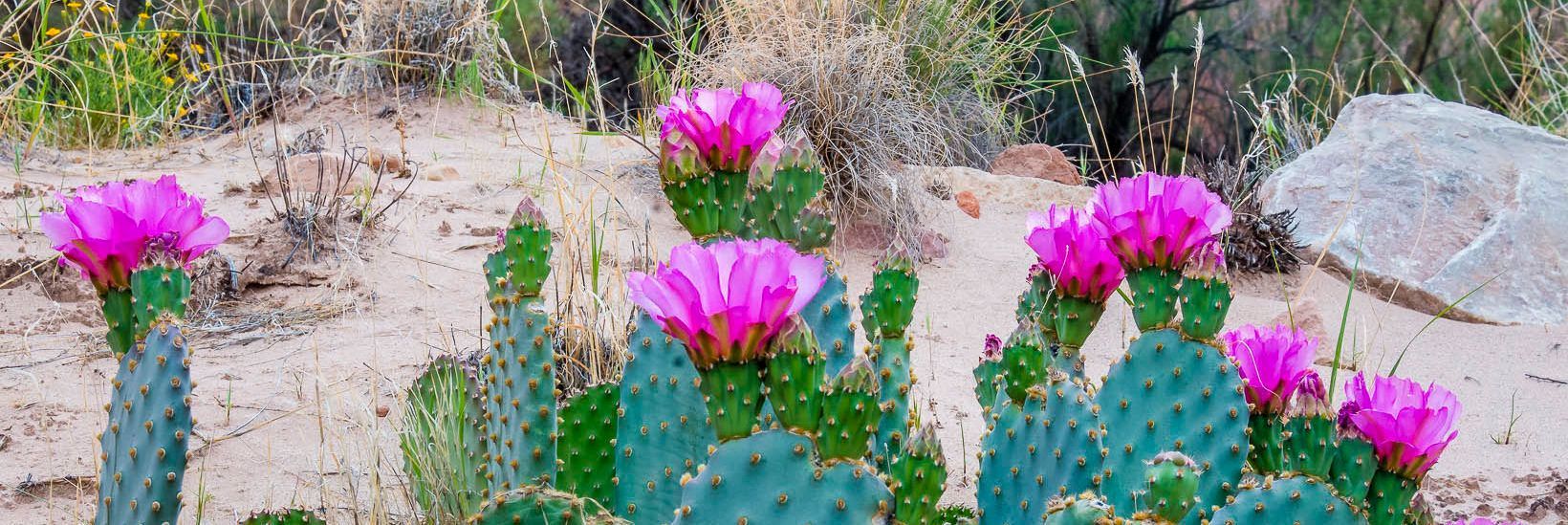 A cactus with pink flowers is growing in the desert