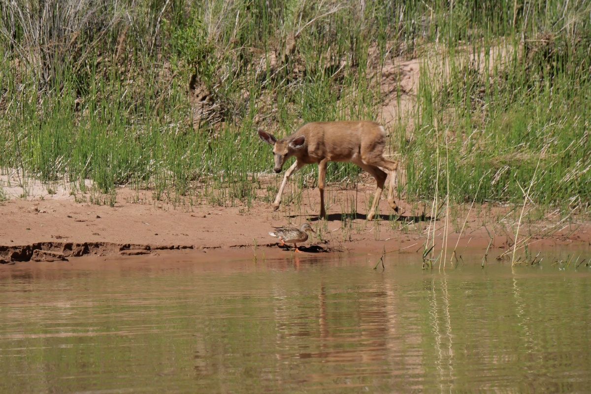 A deer is drinking water from a river.