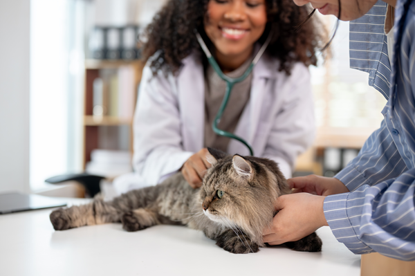 Veterinarian examining a relaxed tabby cat on a clinic exam table