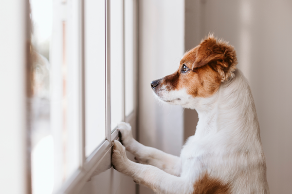Small brown-and-white dog standing on hind legs, looking out a window with paws on the sill.