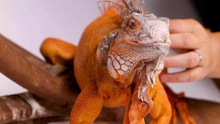 Orange iguana being held by two hands, facing forward with a textured head