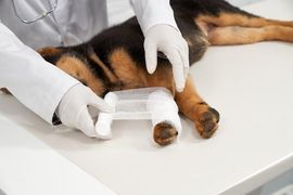 Veterinarian bandaging a dog’s injured front leg on a exam table