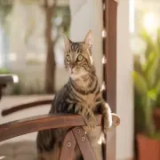 Tabby cat perched on a wooden chair indoors, looking alert toward the window.