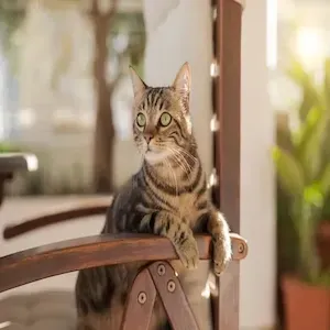 Tabby cat perched on a wooden chair indoors, looking alert toward the window.