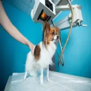 Small dog on a veterinary exam table while a person holds it near X-ray equipment