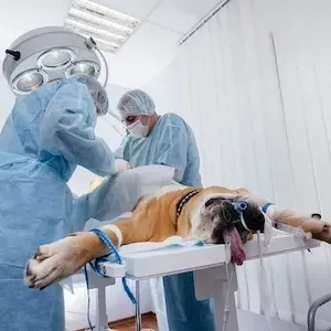 Veterinarians in blue surgical gowns treating a bulldog on an exam table in a clinical room