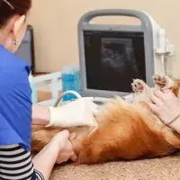 Veterinarian performing an ultrasound on a small dog on an exam table while a pet owner holds it steady