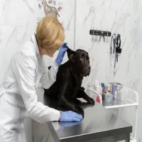 Veterinarian examining a black dog on a clinic table in a bright exam room