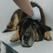 Gloved hand gently petting a resting black-and-tan dog on a table