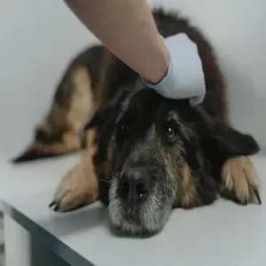 Gloved hand gently petting a resting black-and-tan dog on a table